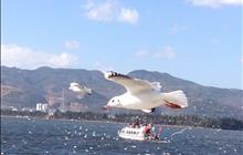 春城市区一日游