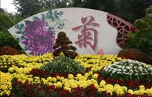 广州开封——最美国际菊花展