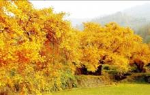 金秋自驾好去处------洛阳镇千年银杏谷