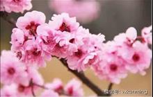 云南至少有100处花海！附2018最佳赏花时间表！